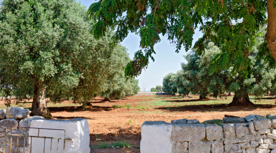 Puglia Bike Tour Banner 12