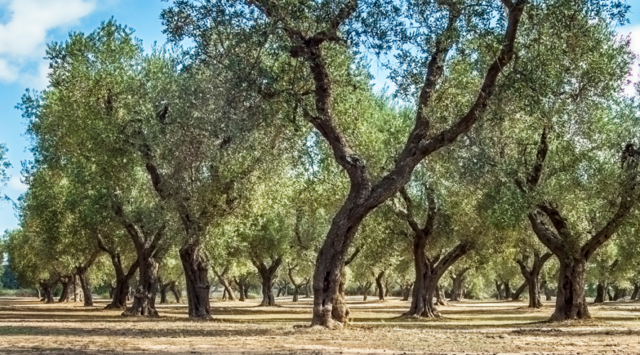 Puglia Bike Tour Banner 9